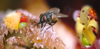 how to get rid of Fruit Fly Trap