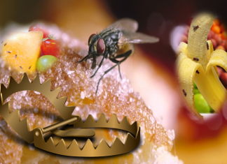 how to get rid of Fruit Fly Trap