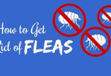 how to get rid of fleas using natural remedies