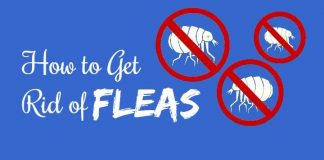 how to get rid of fleas using natural remedies