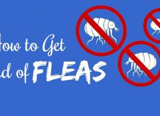 how to get rid of fleas using natural remedies