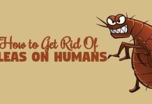 How to get Rid of Fleas on Humans using home remedies for fleas on humans