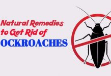 home remedies to get rid of Cockroaches