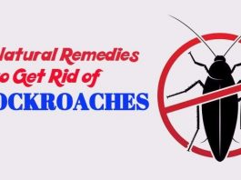 home remedies to get rid of Cockroaches