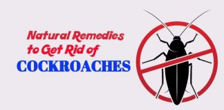 home remedies to get rid of Cockroaches