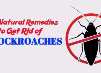 home remedies to get rid of Cockroaches