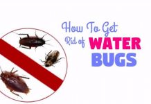 get rid of water bugs