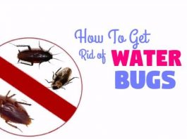 get rid of water bugs