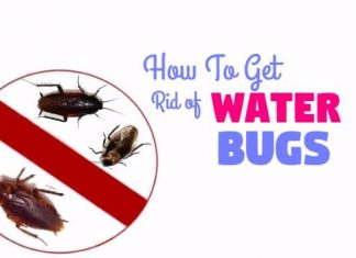 get rid of water bugs