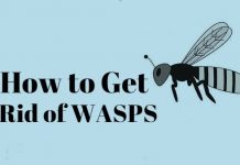 How to Get rid of wasps using home remedies