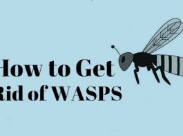 How to Get rid of wasps using home remedies
