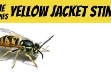 Home Remedies For Yellow Jacket Sting 