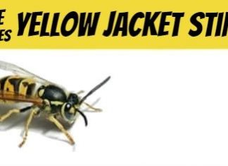 Home Remedies For Yellow Jacket Sting 